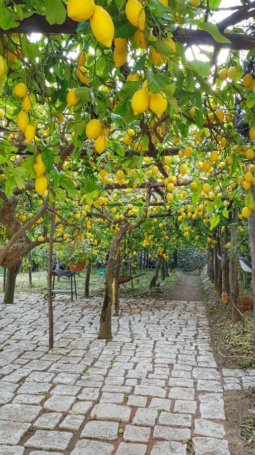 مينوري Il Limoneto Di Lulu, Holidays Among The Lemon Trees المظهر الخارجي الصورة